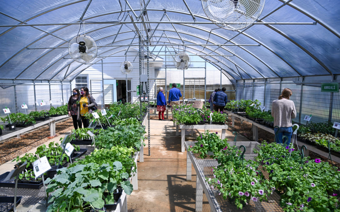 Tech Greenhouse back in bloom